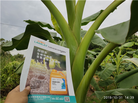 葉面肥，微生物菌劑，硼肥，水溶肥