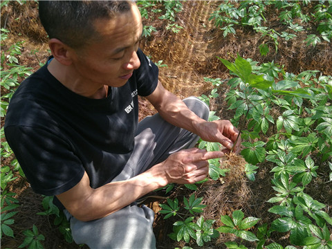 微生物菌劑，翠姆，拉姆拉