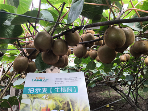 微生物菌劑，生根劑，伯示麥，拉姆拉