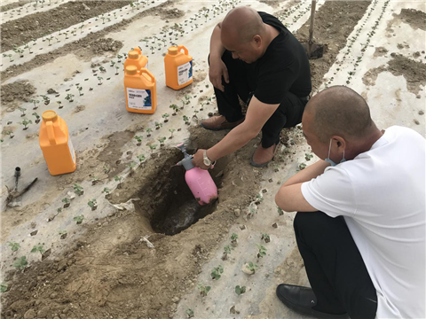 棉花，水溶肥，拉姆拉，翠姆