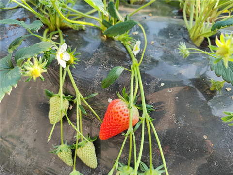 微生物菌劑，拉姆拉，翠姆