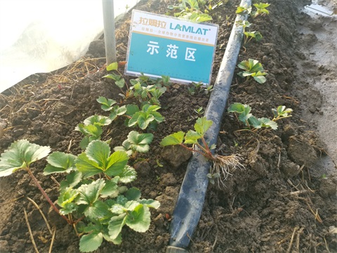 草莓種植,進(jìn)口水溶肥,翠姆水溶肥