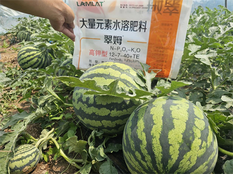 進(jìn)口水溶肥,西瓜種植,翠姆水溶肥