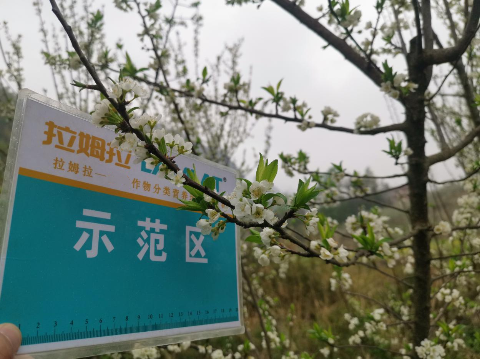 水溶肥廠家,蜂糖李施肥,翠姆水溶肥